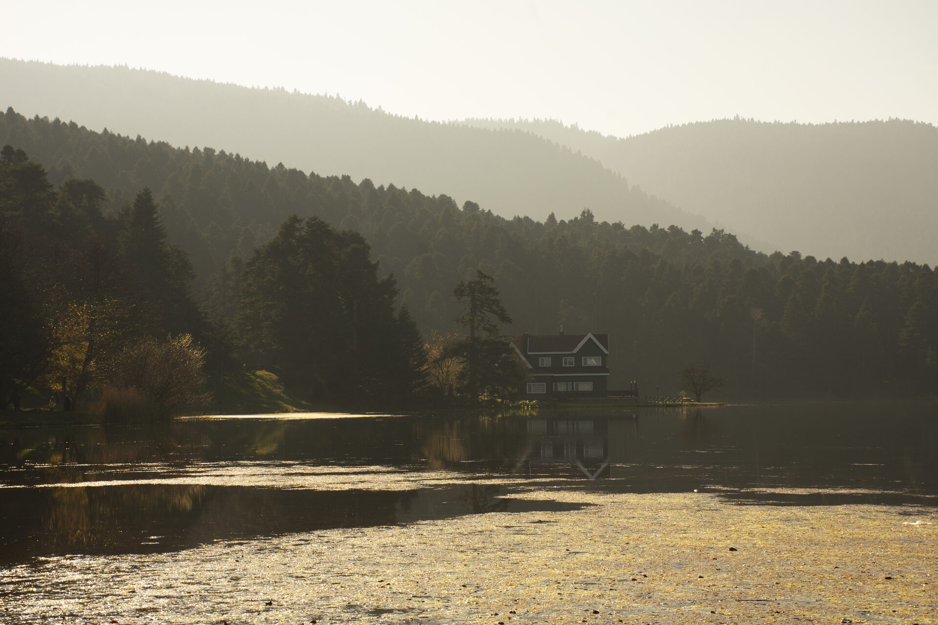 Nature (5)